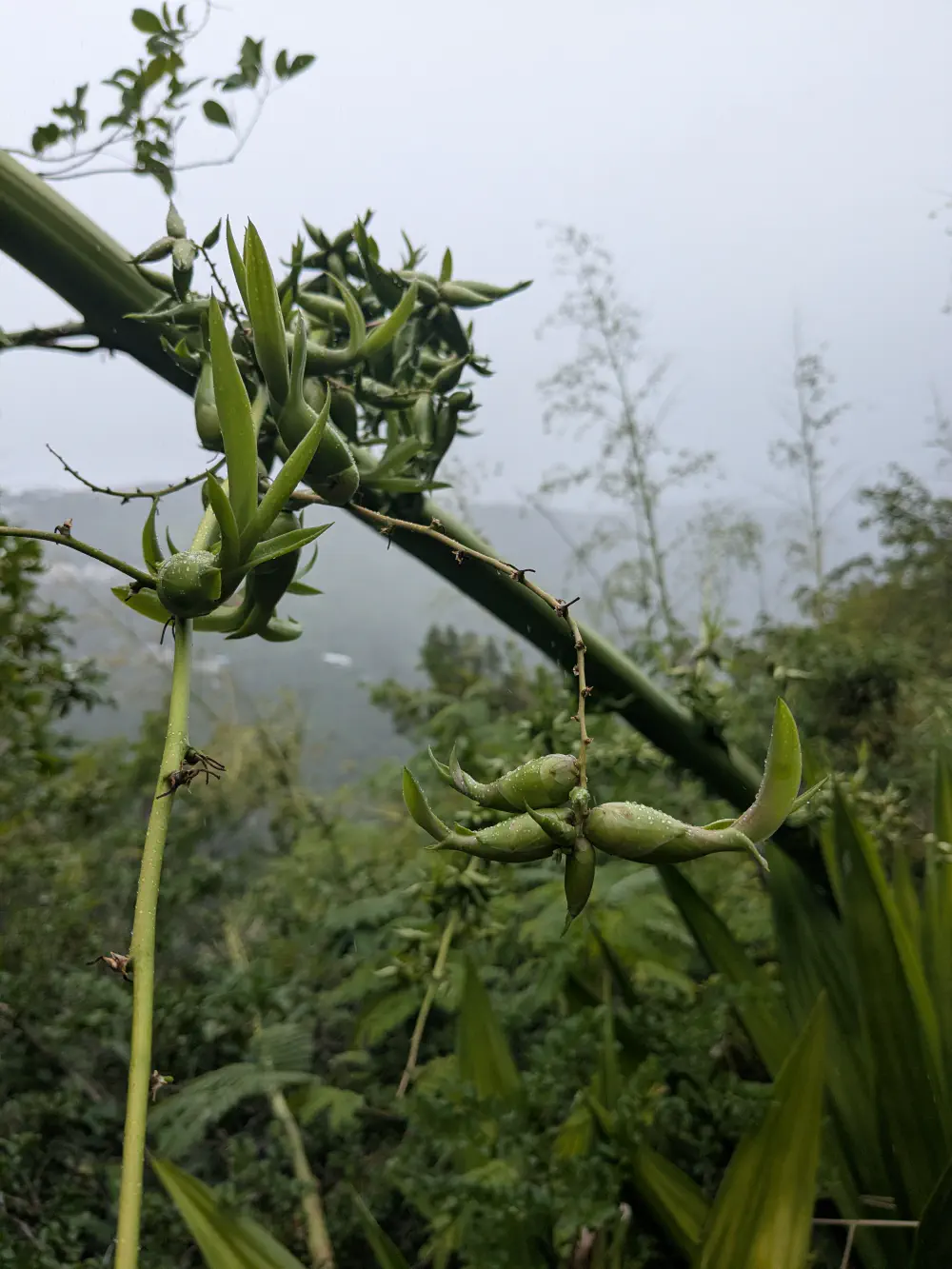 An image of this adventure