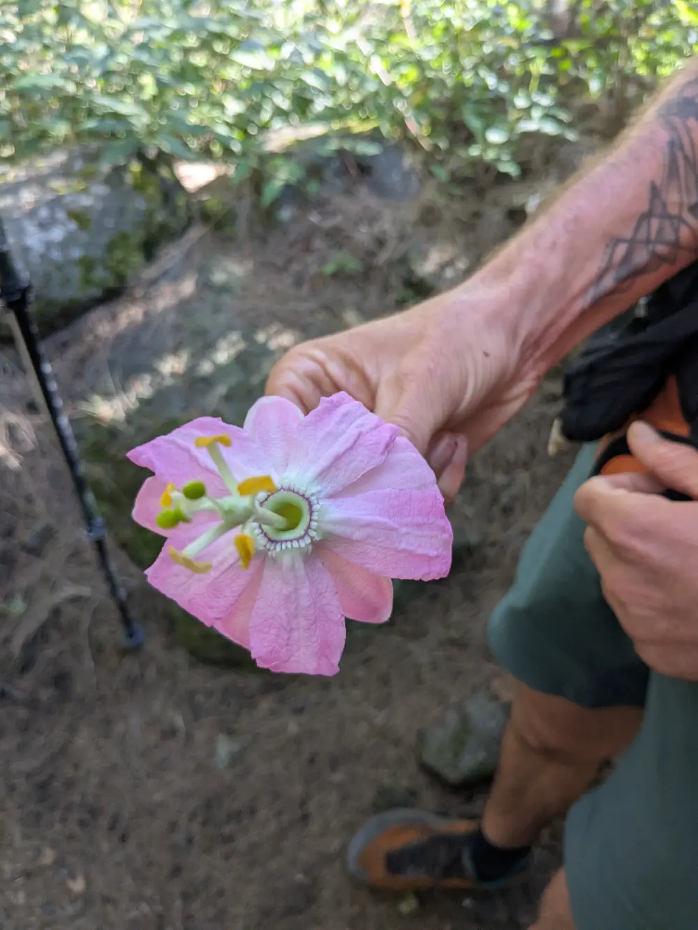 An image of this adventure