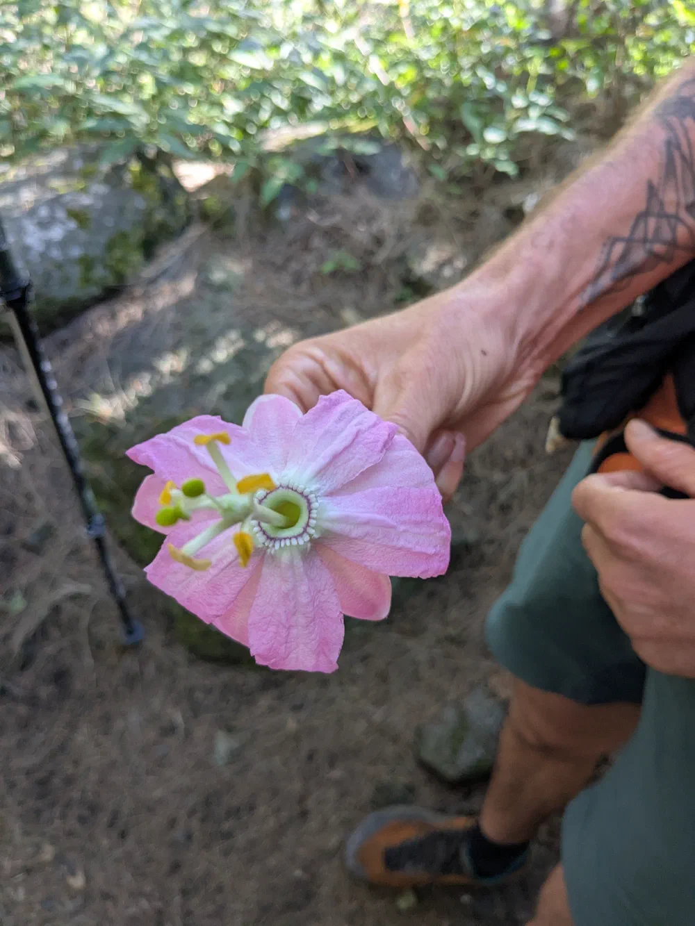 An image of this adventure