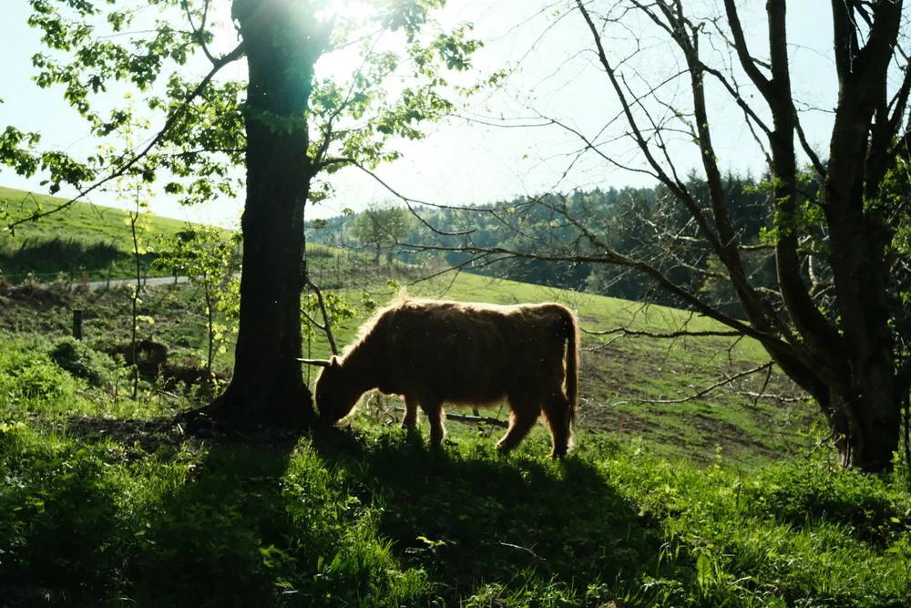 an image from this adventure