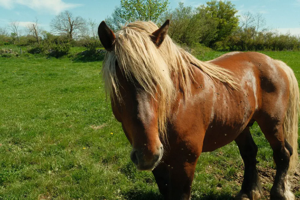 An image of this adventure